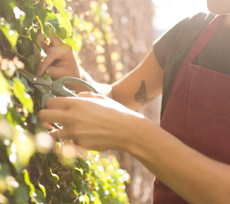 Sustainable Viticulture Practices