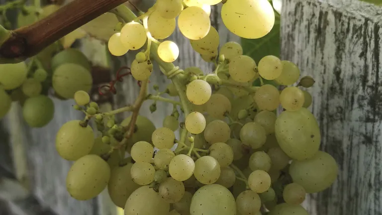 Exploring the Reichensteiner Grape Varietal Characteristics