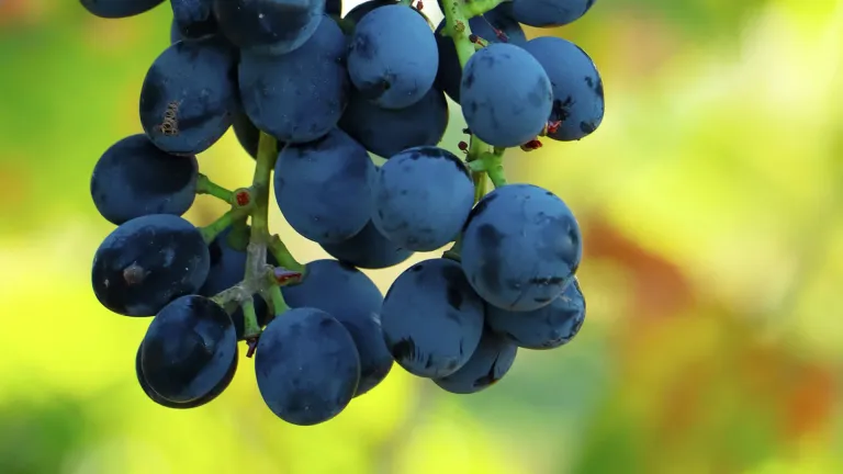 Exploring the Sainte Croix Grape Varietal: Flavor and Cultivation Tips