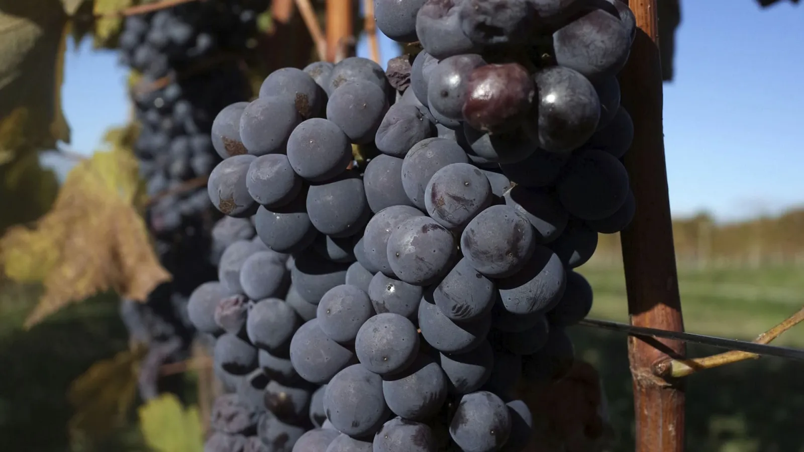 Sangiovese Grape: Characteristics, Varieties, and Food Pairings