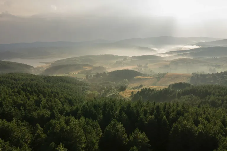 Scavigna