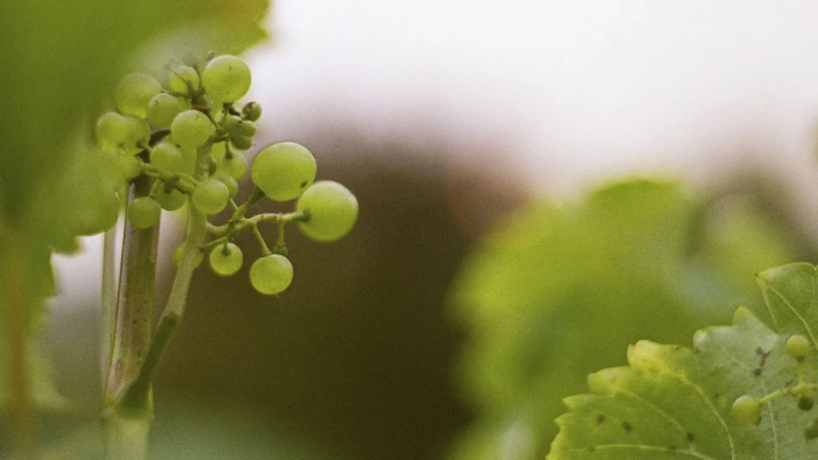 Exploring the Seyval Blanc Grape Varietal: Characteristics and Flavors