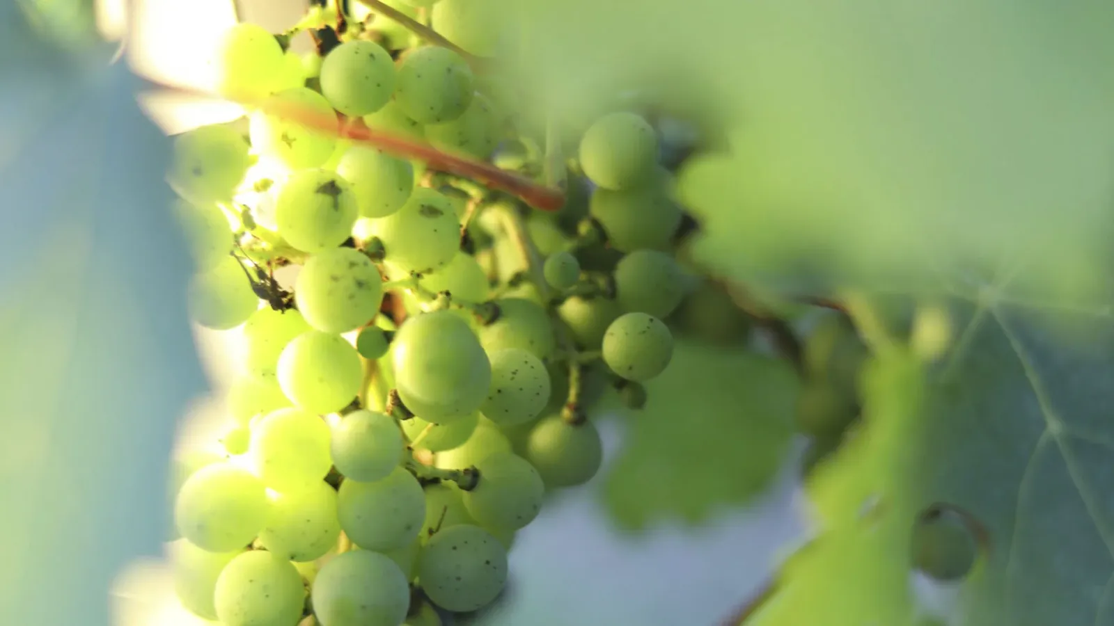 Exploring the Unique Qualities of the Spourtiko Grape