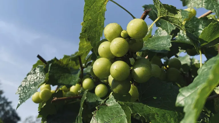 Exploring the Unique St Pepin Grape Varietal and Its Flavor Profile