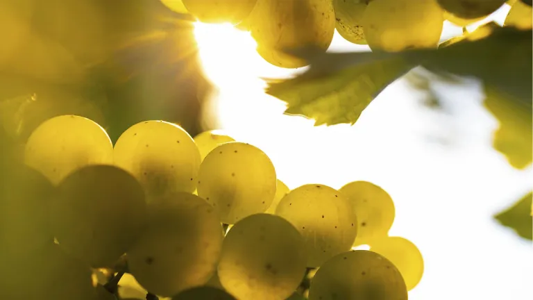 Discover the Sultaniye Grape Varietal: One of Turkey's Most Famous Indigenous Varieties