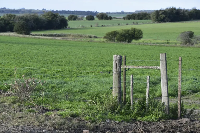 Tacuarembó