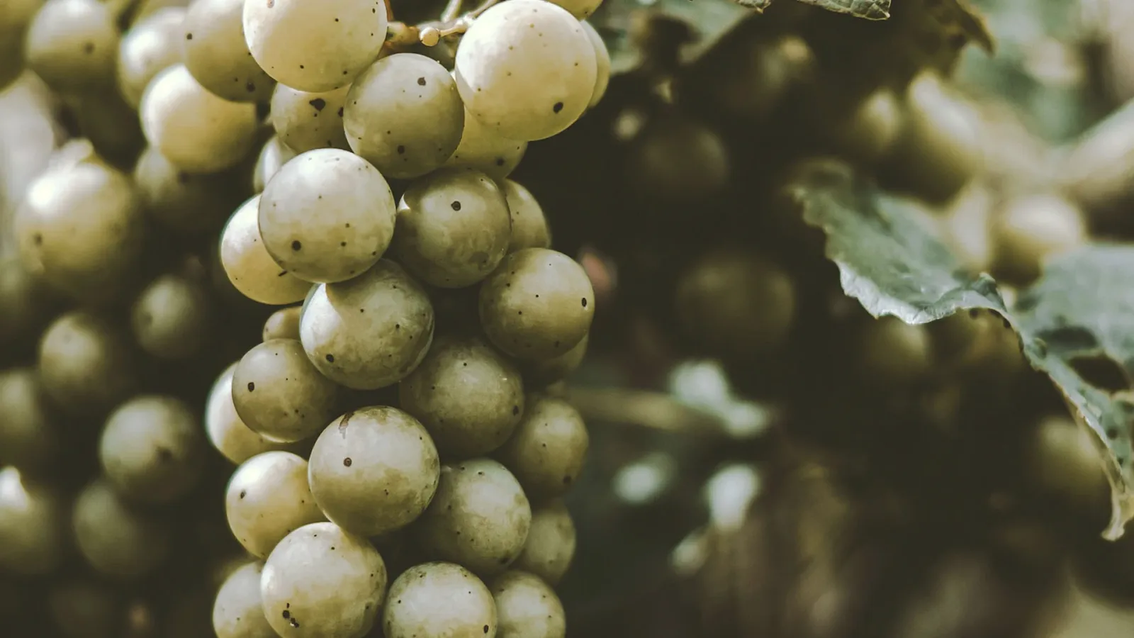 Exploring the Torrontés Grape Varietal: A Guide to Its Unique Flavors