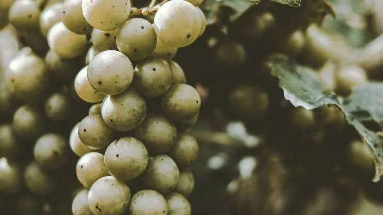 Exploring the Torrontés Grape Varietal: A Guide to Its Unique Flavors