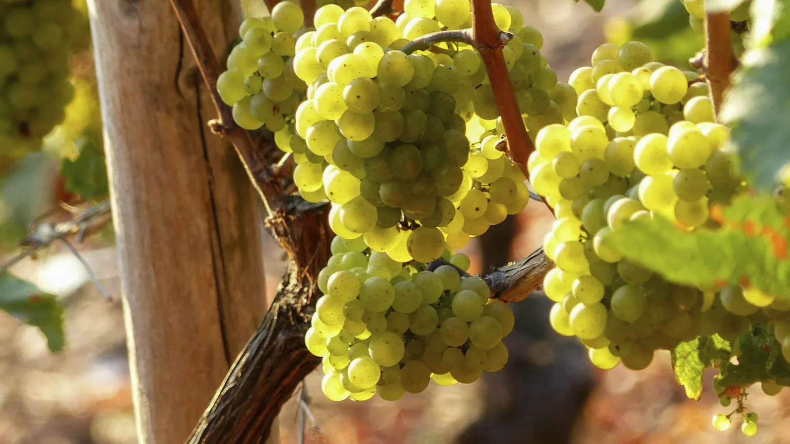 Discovering the Traminette Grape Varietal: Flavor and Profile Insights