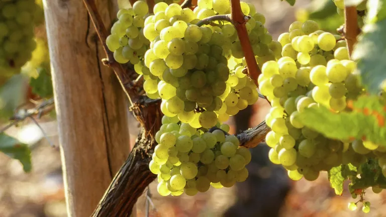 Discovering the Traminette Grape Varietal: Flavor and Profile Insights