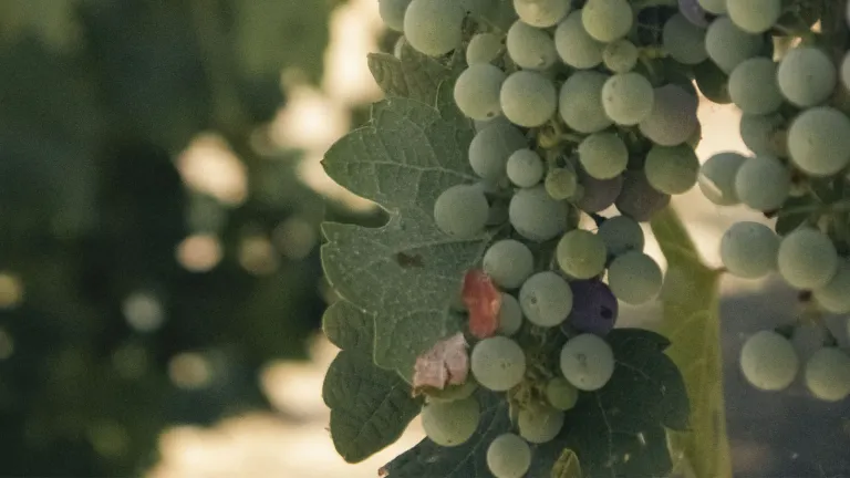 Vermentino (Rolle) Grape Varietal: Everything You Need to Know