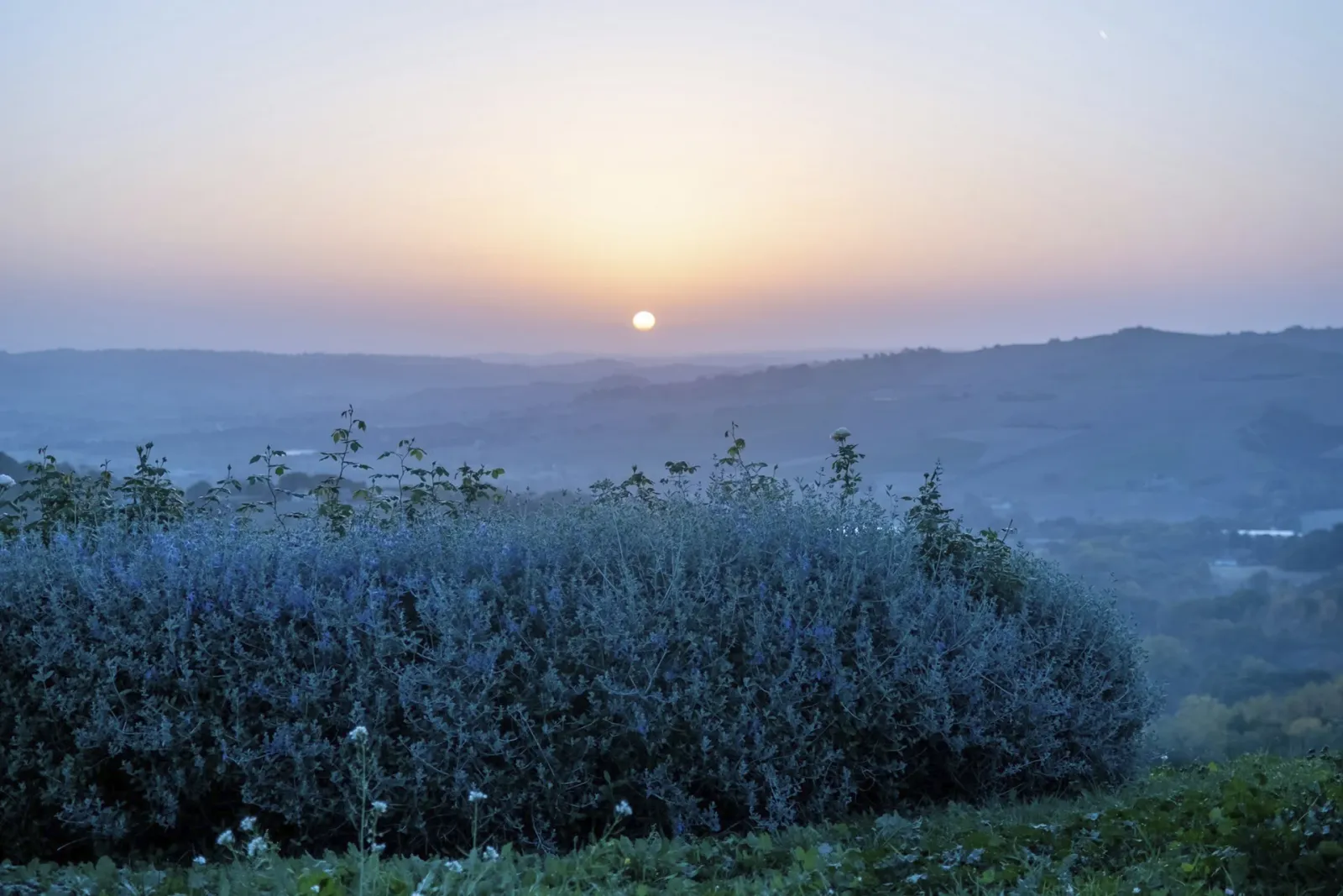 Vernaccia di Serrapetrona DOCG