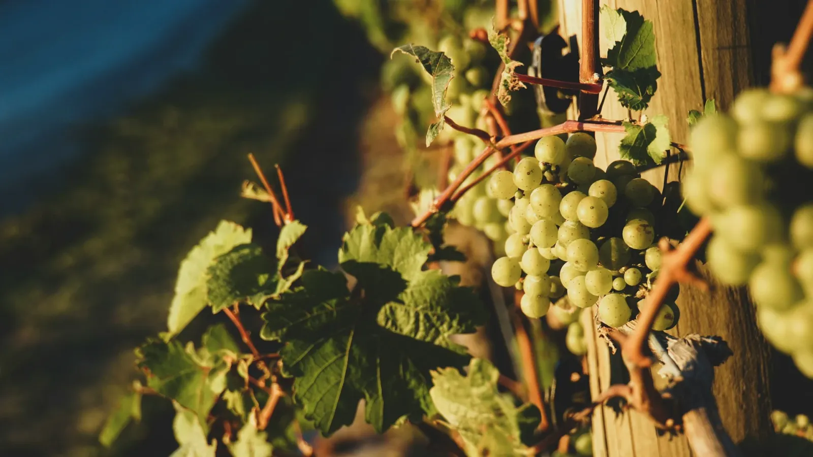 Guide to the Vidal Grape Varietal: Characteristics and Uses