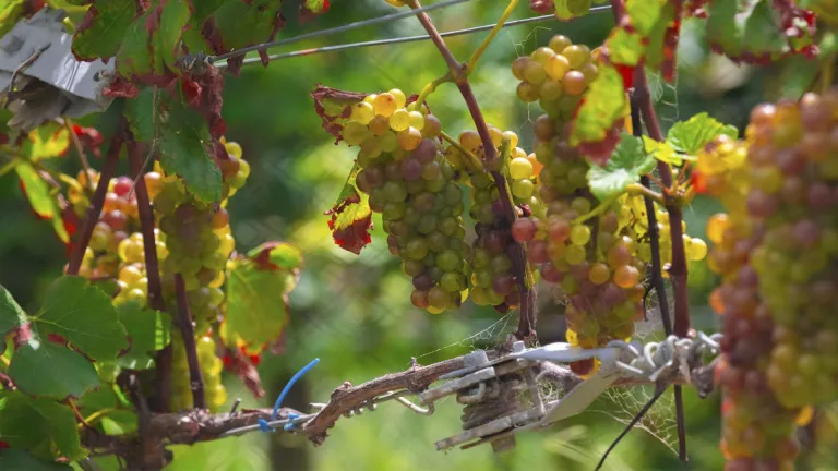 Exploring the Voskehat Grape Varietal: A Taste of Armenia's Heritage
