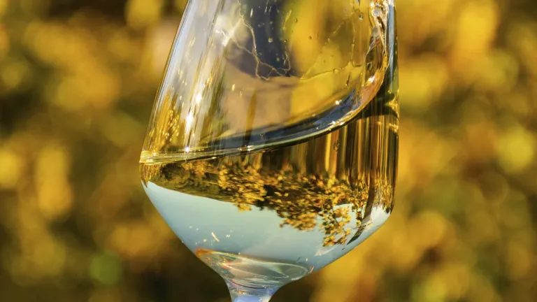Welschriesling Wine: Discover Its Unique Flavors and Characteristics