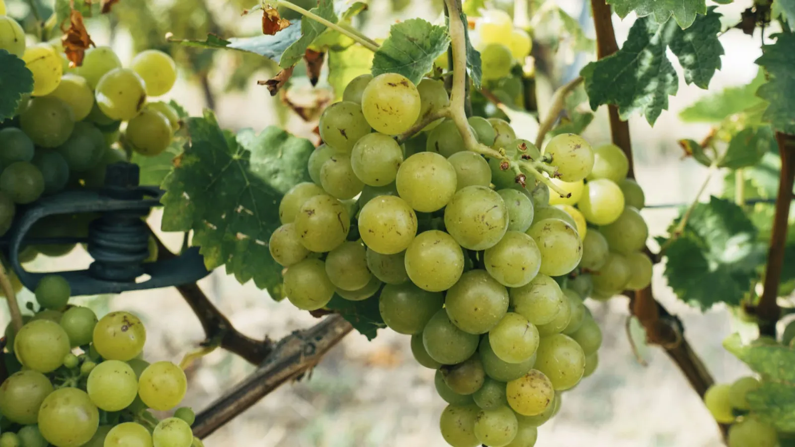 Xynisteri Grape: A Mix of Taste and Adaptability