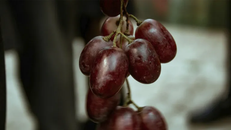 Discover the Unique Characteristics of the Yiannoudi Grape