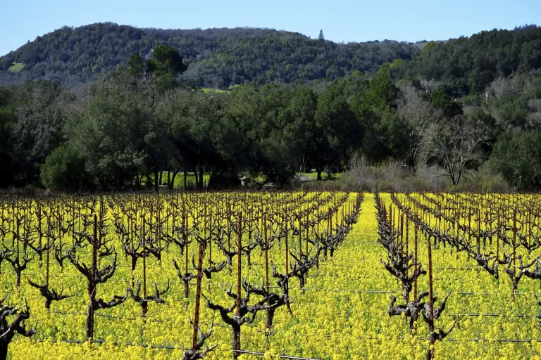Santa Rita Hills AVA