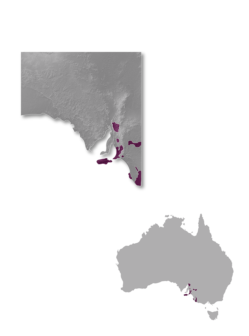 South Australia wine regions map