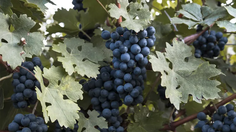 Barbera: an In-Depth Grape Varietal Profile