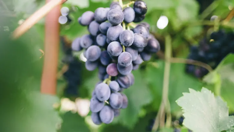 Discover the Best Characteristics of the Blauer Portugieser Grape Varietal