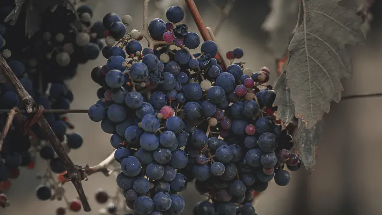 Cabernet Franc: In-Depth Grape Varietal Profile