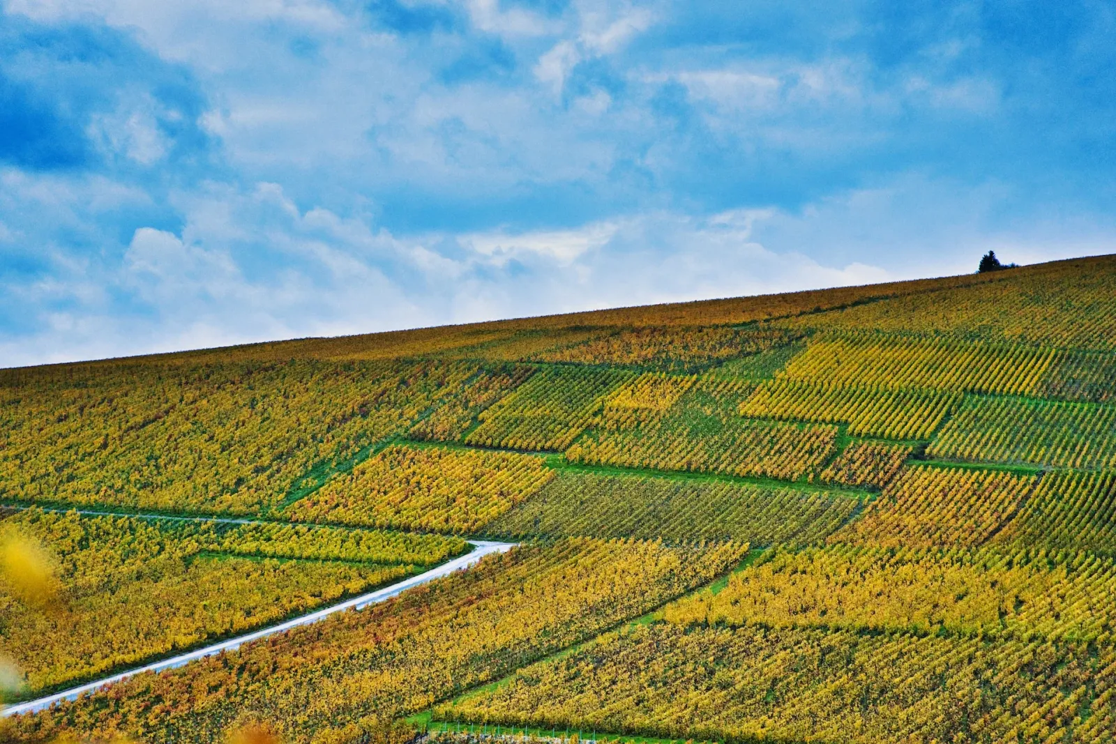 Montagne de Reims