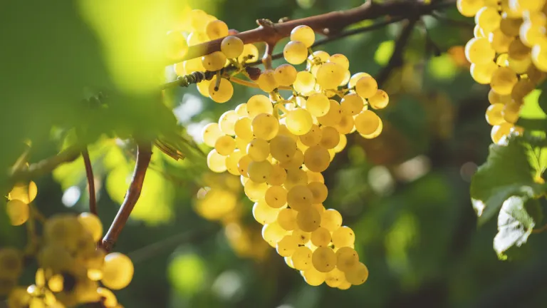 Chardonnay: In-Depth Grape Varietal Profile