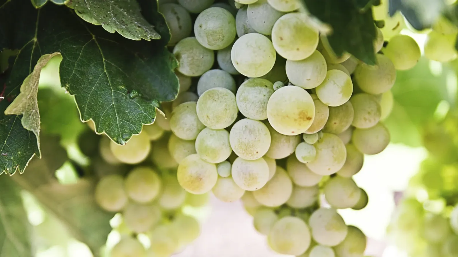 Chenin Blanc: In-Depth Grape Varietal Profile