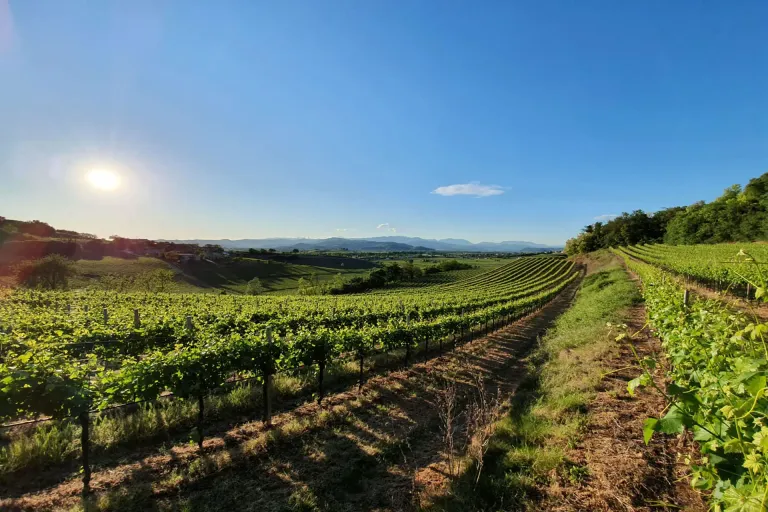 Colli Berici