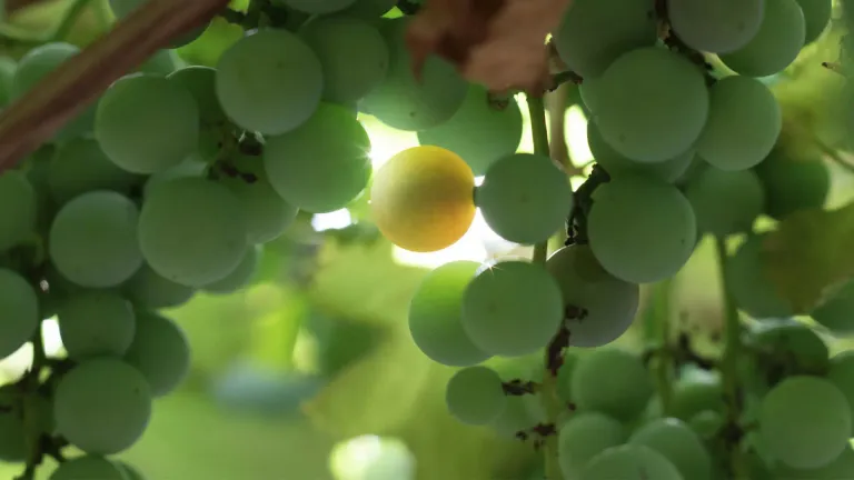 Exploring the Devin Grape Varietal: Characteristics and Wine Profiles