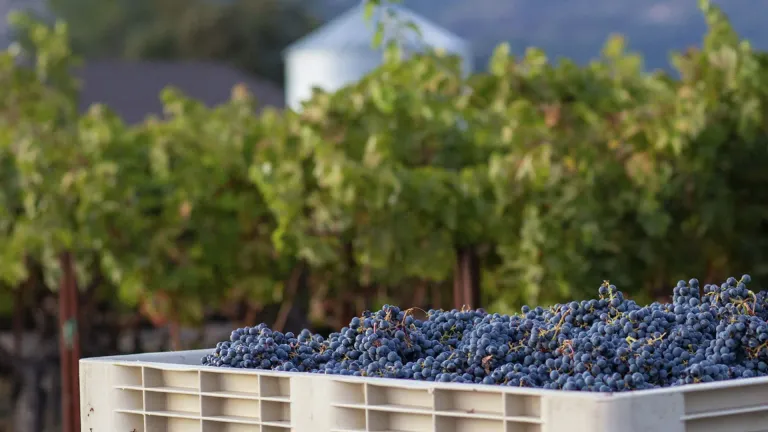 Exploring the Dunaj Grape Varietal: Characteristics and Flavor Profile
