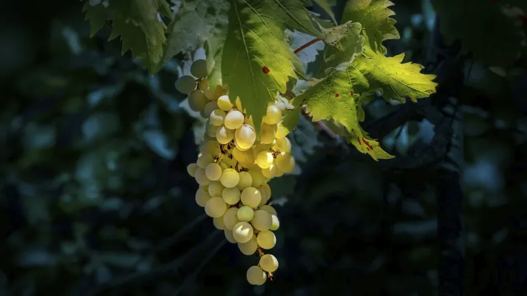 Understanding the Glera Grape: Characteristics and Uses