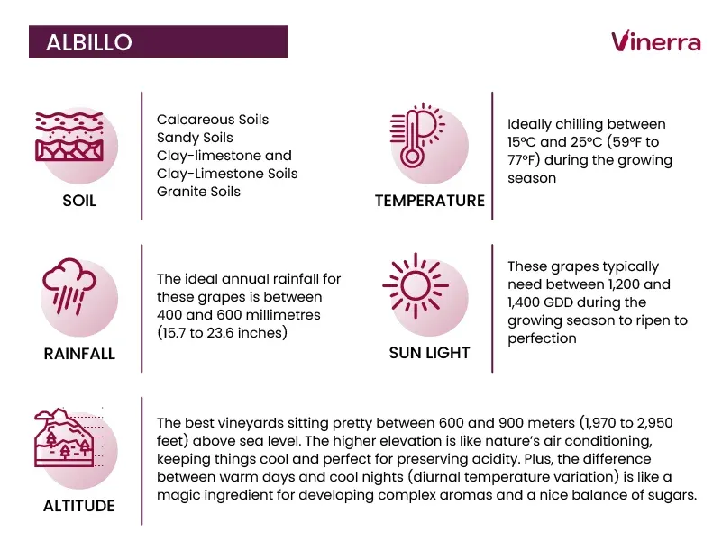 Ideal Viticultural Conditions for Albillo Grapes
