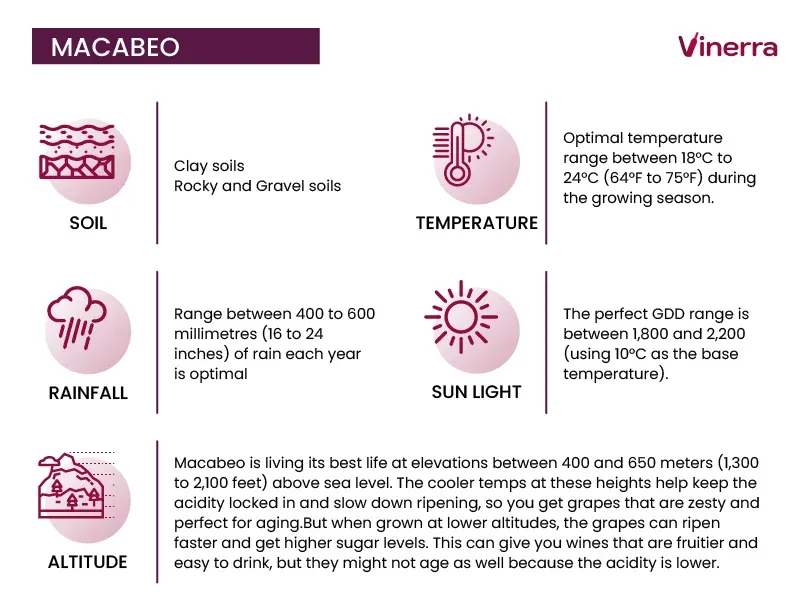 Ideal Viticultural Conditions for Macabeo Grapes