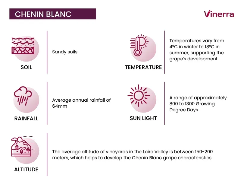 Ideal Viticultural Conditions for Chenin Blanc