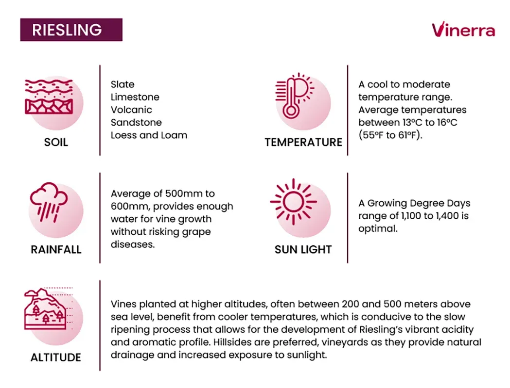 Ideal Viticulture Conditions for Riesling Grapes