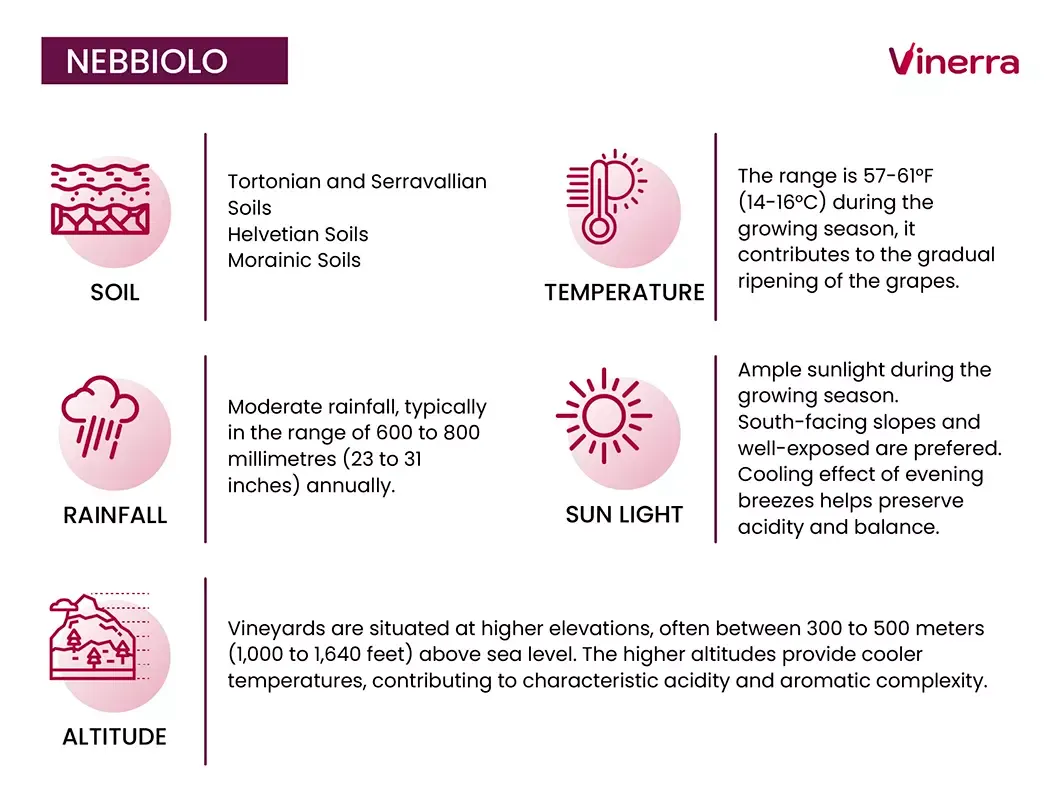 grape-profiles-cards-nebbiolo