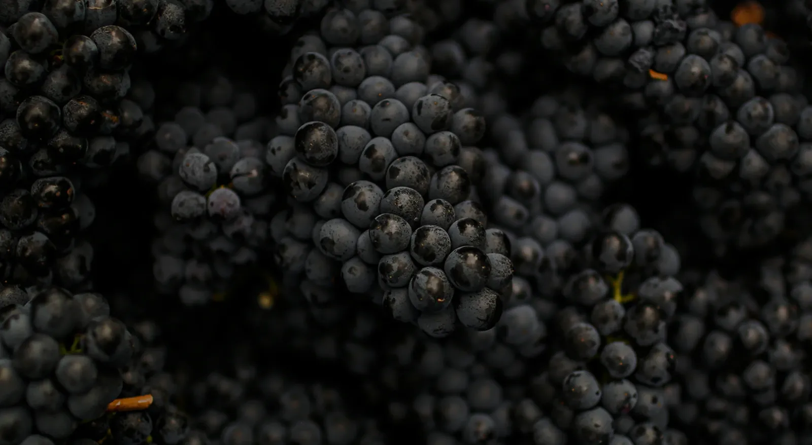 Sangiovese Grape: Characteristics, Varieties, and Food Pairings