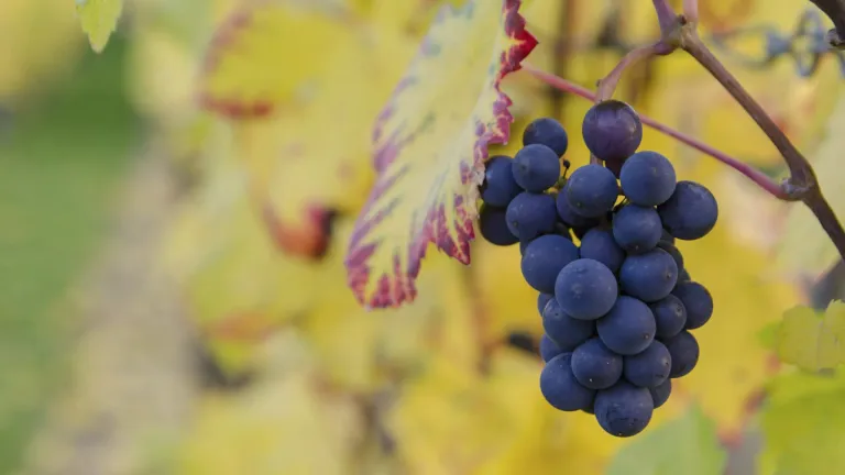 Grenache: In-Depth Grape Varietal Profile