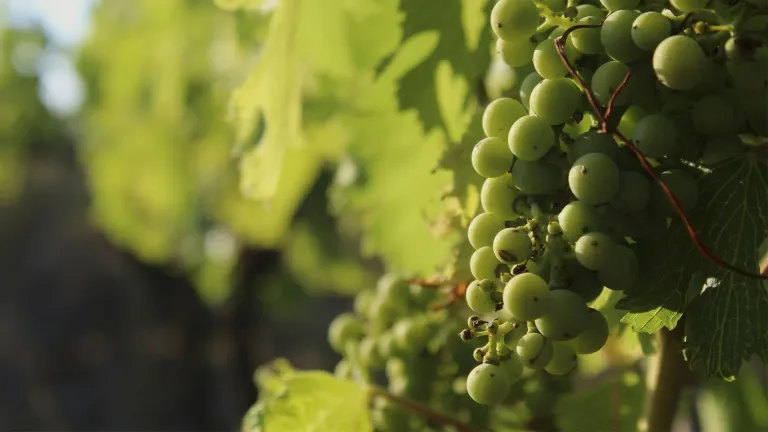 The Kanella Grape Varietal: Everything You Need to Know