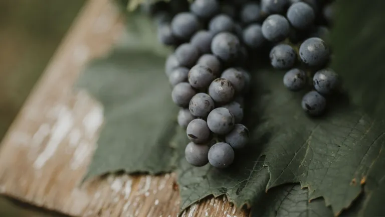 The Best Uses and Characteristics of the Marechal Foch Grape Varietal