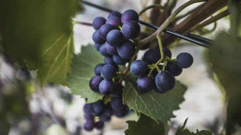 Lambrusco di Sorbara: an In-Depth Grape Profile