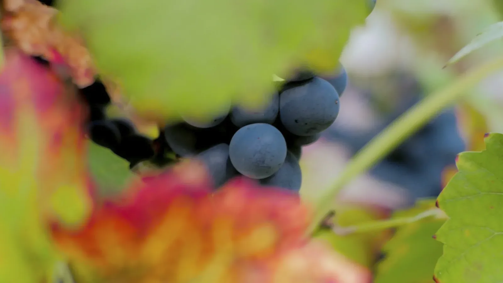 Lambrusco Grasparossa: An In-Depth Grape Profile