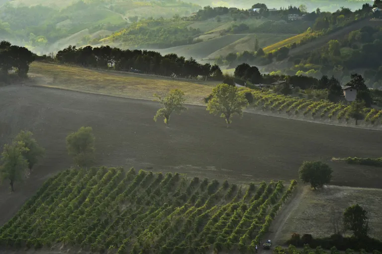 Lambrusco Grasparossa di Castelvetro 