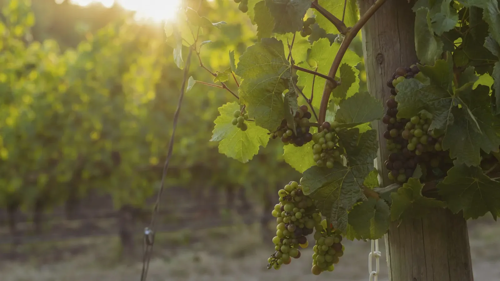 Macabeo: an In-Depth Grape Profile