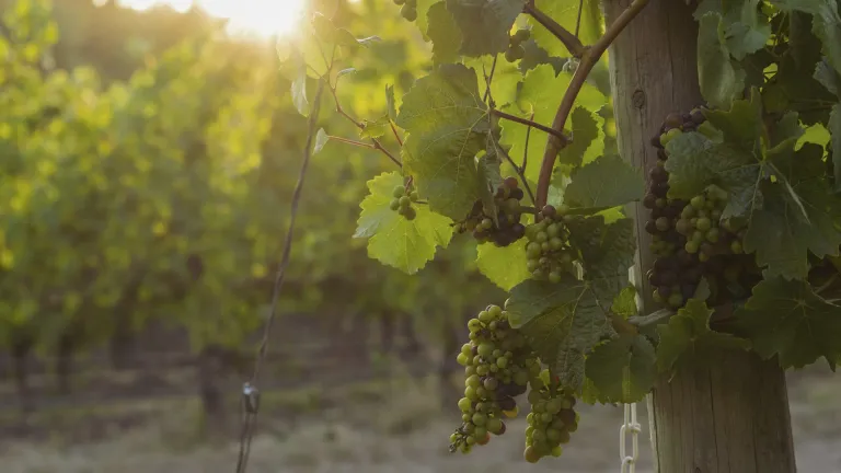Macabeo: an In-Depth Grape Profile