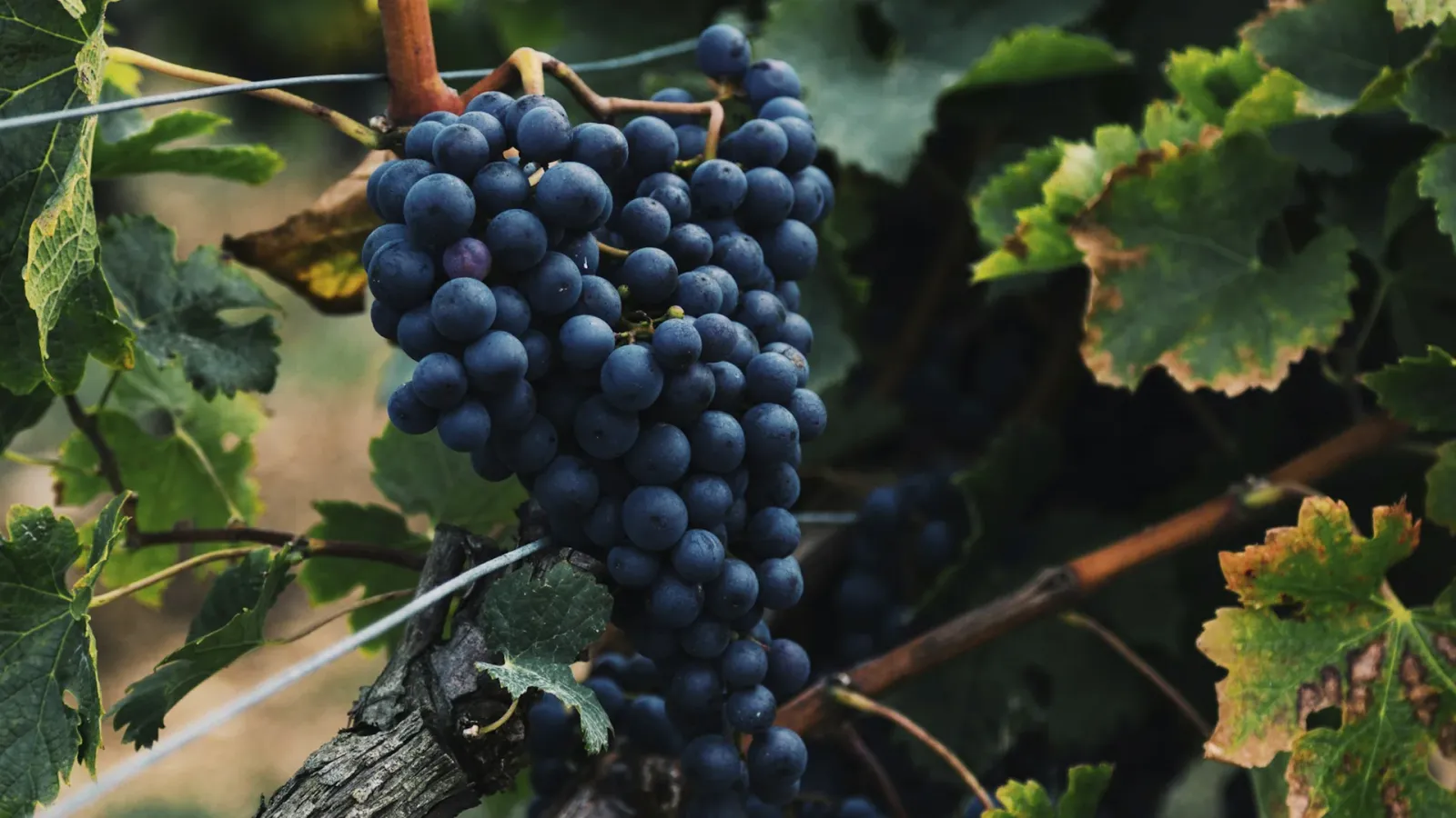 Malbec: In-Depth Grape Varietal Profile