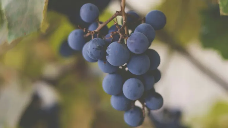 Marselan: In-depth Grape Varietal Profile