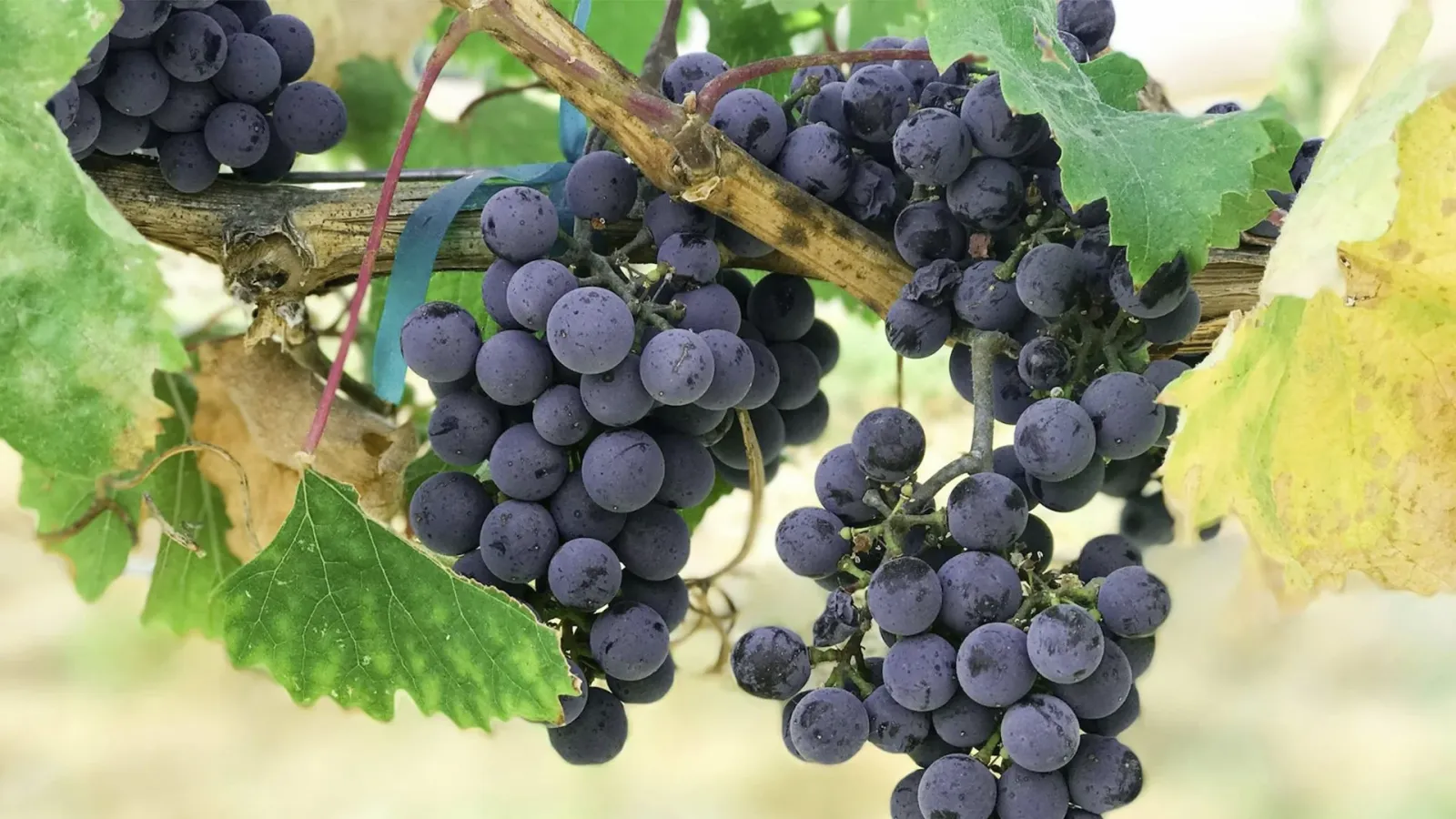 Montepulciano: an In-Depth Grape Profile
